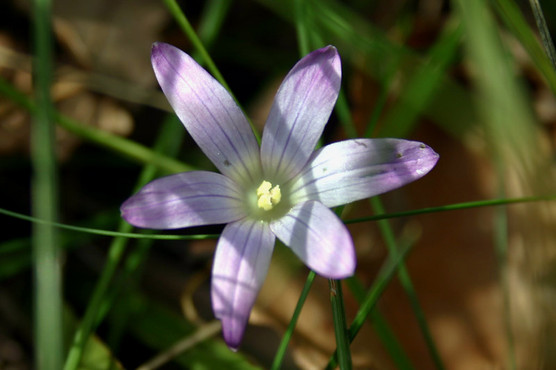 Romulea...ma quale? (bulbocosium, ligustica e ramiflora)